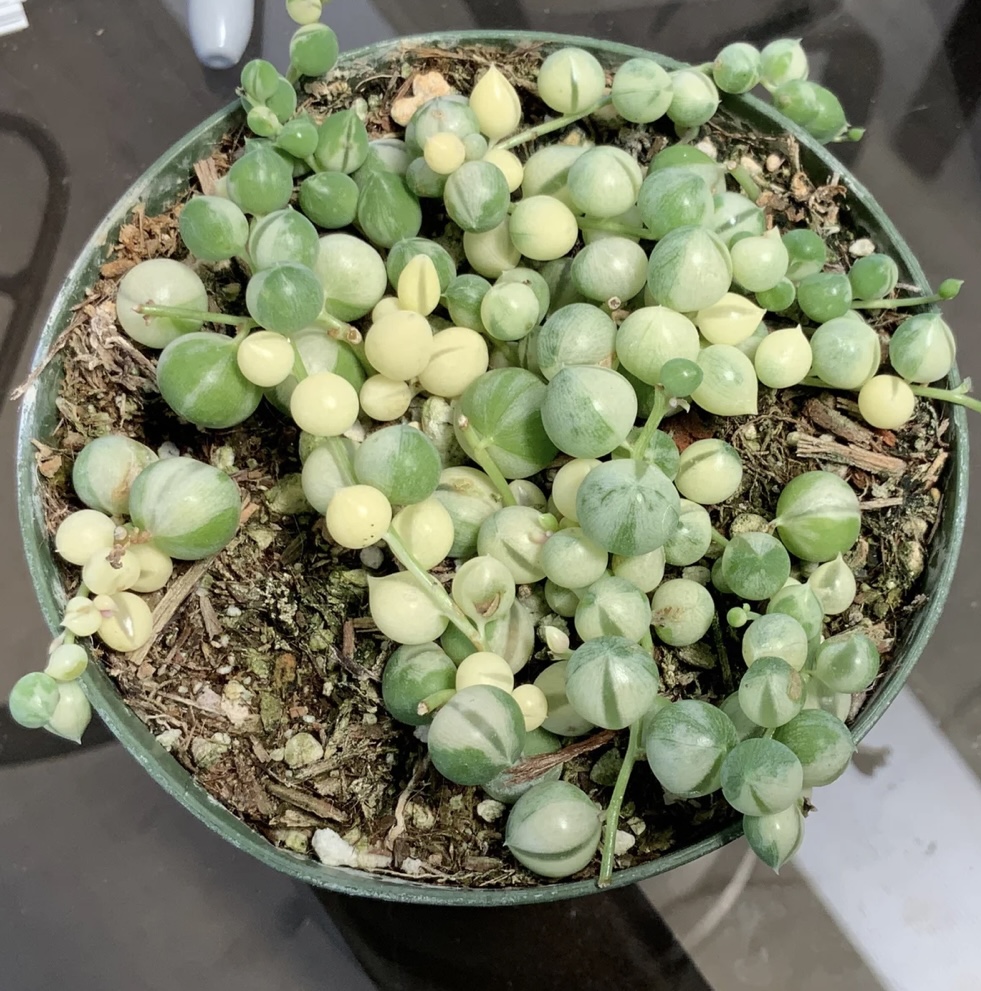 Simply Treasures & More | Copper Way, Vacaville, CA 95687, USA | Phone: (707) 694-6779