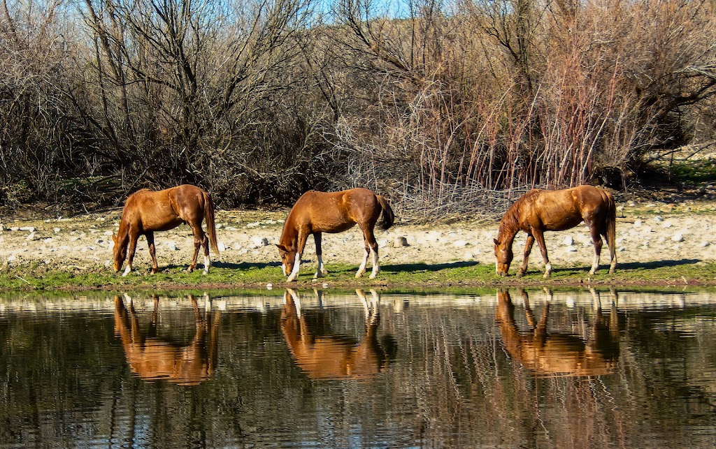 Coon Bluff Recreation Area | Coon Bluff Rd, Mesa, AZ 85215, USA | Phone: (480) 610-3300