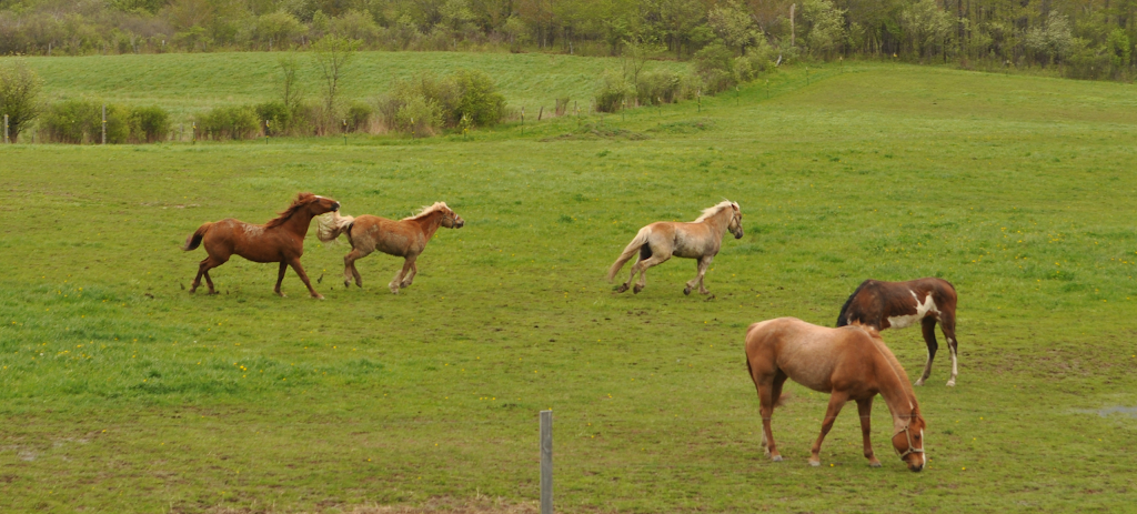 Boyd Family Ranch | 8448 N Otto Rd, Cattaraugus, NY 14719, USA | Phone: (716) 713-1699