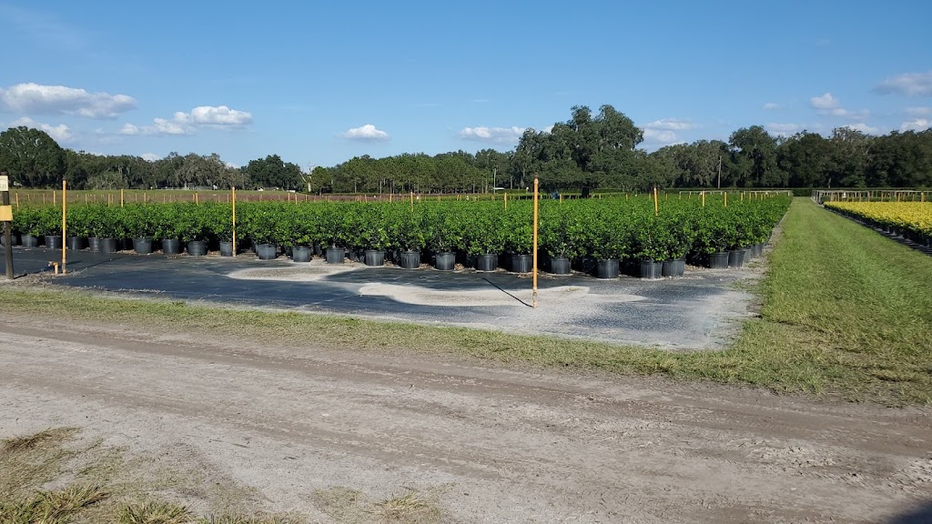 Hibernia Nursery | 1176 C 478A, Webster, FL 33597, USA | Phone: (352) 793-4423