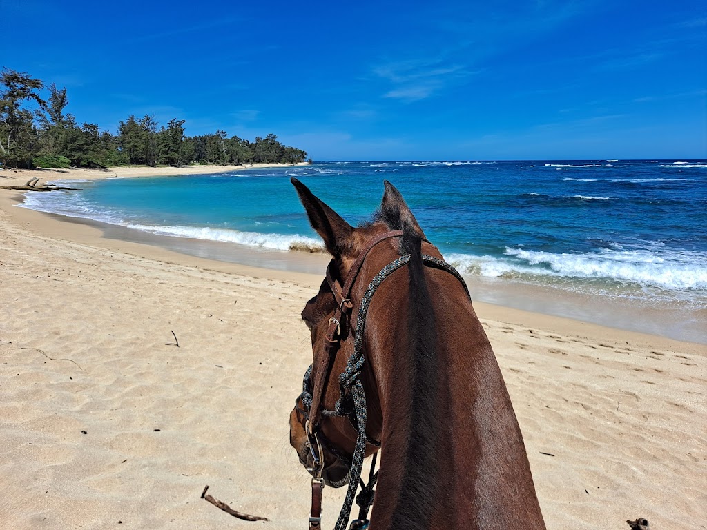 Hawaii Polo Oceanfront Trail Rides | 68-411 Farrington Hwy, Waialua, HI 96791, USA | Phone: (808) 220-5153