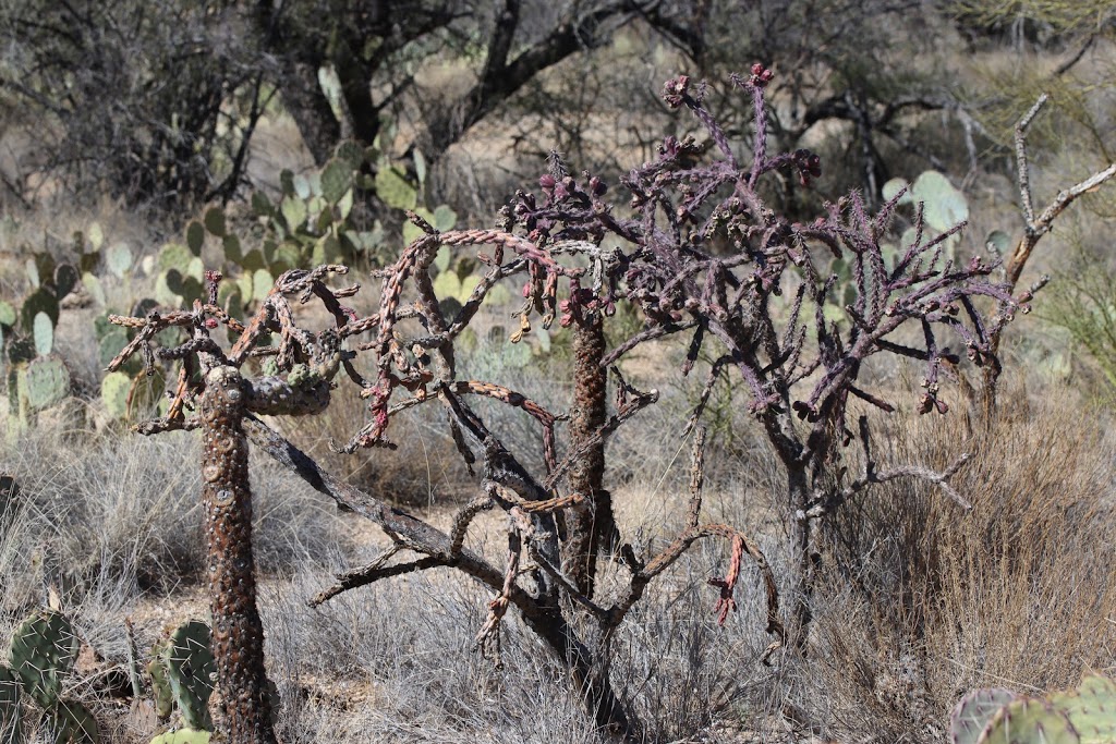 Douglas Spring Trailhead | 14306 E Speedway Blvd, Tucson, AZ 85748, USA | Phone: (520) 733-5153