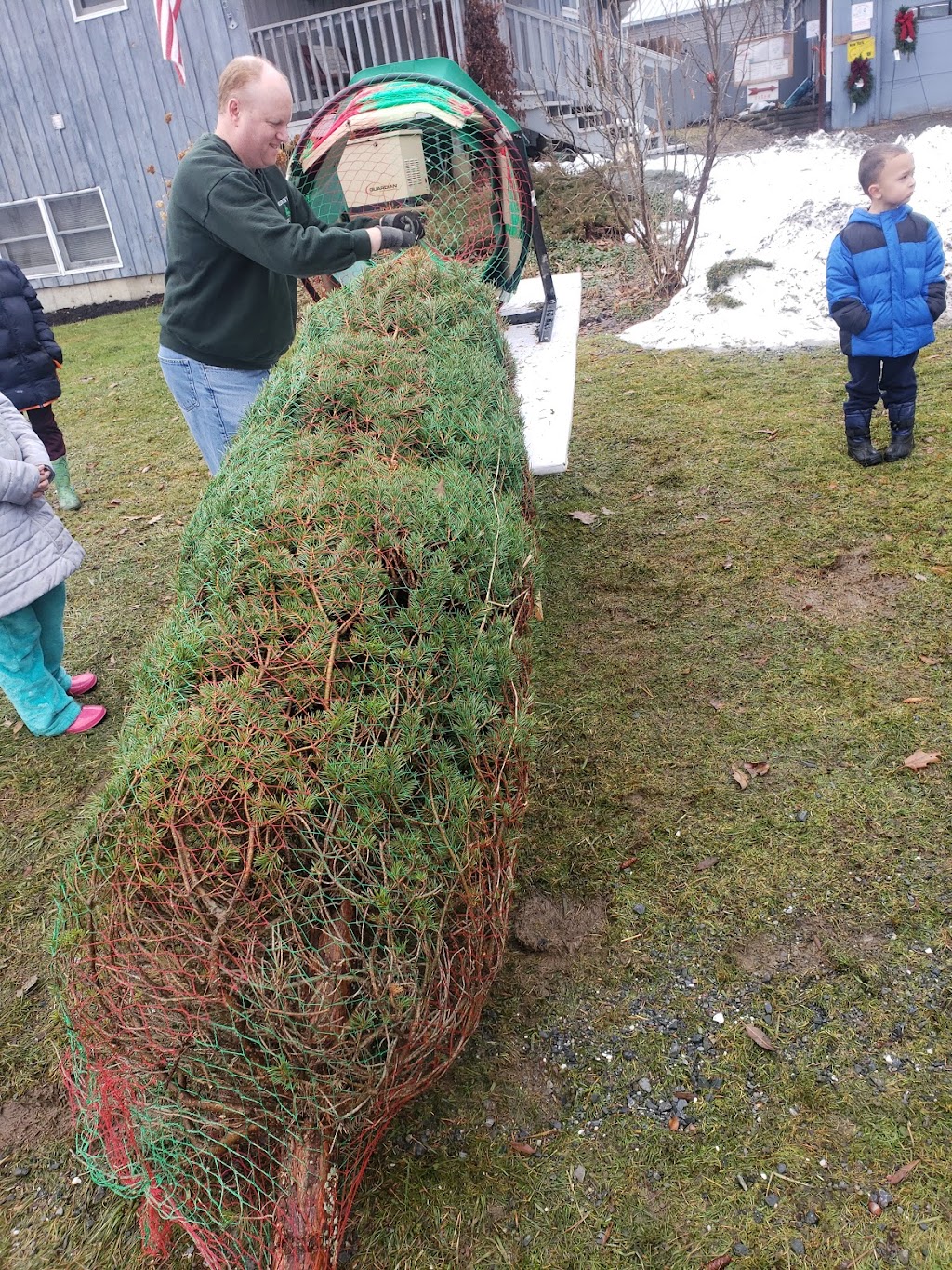 Morins Tree Farm | 635 Groveside Rd, Buskirk, NY 12028, USA | Phone: (518) 275-8501