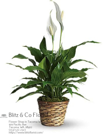 Blitz & Co Florist | 909 Pacific Ave, Tacoma, WA 98402, United States | Phone: (253) 572-2327