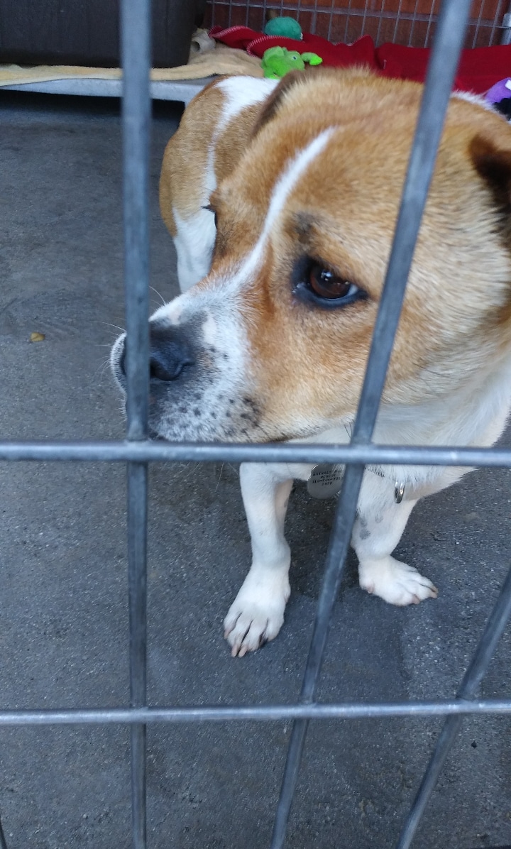 Creative Pet Supply | 305 N Harbor Blvd, San Pedro, CA 90731, USA | Phone: (310) 832-9929