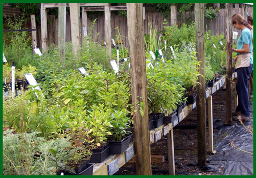 Maggies Herbs | 11400 County Rd 13 N, St. Augustine, FL 32092, USA | Phone: (904) 829-0722