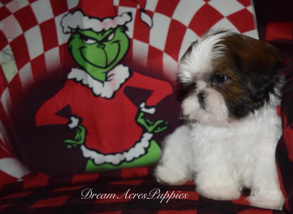 DreamAcresPuppies | Dream Acres Puppies, Tuttle, OK 73089, USA | Phone: (405) 892-3080