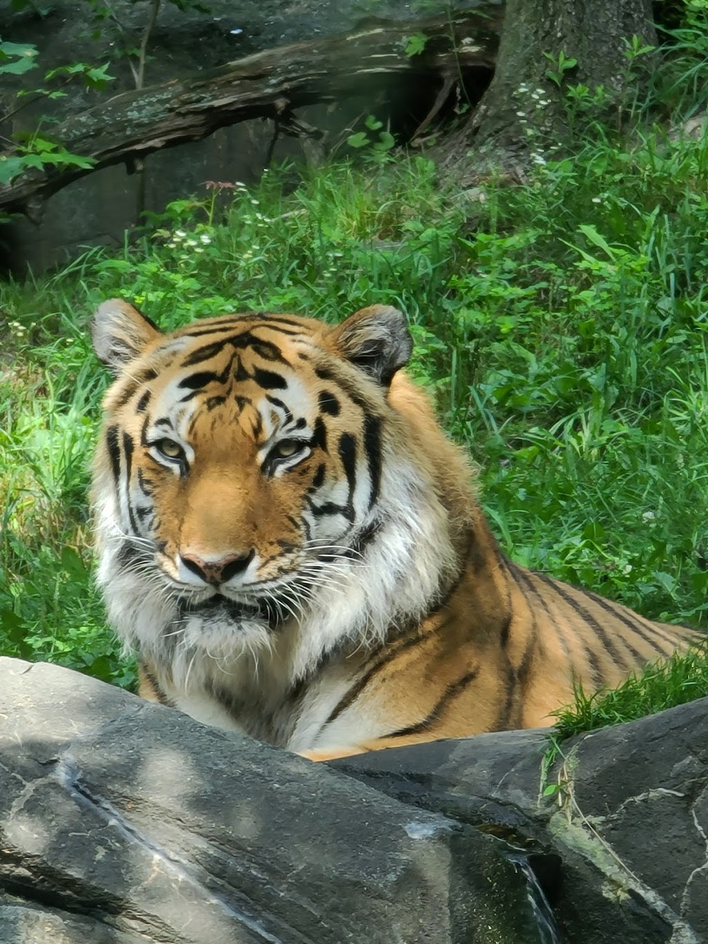 Tiger Mountain at Bronx Zoo | 2300 Southern Boulevard, Bronx, NY 10460, USA | Phone: (718) 367-1010