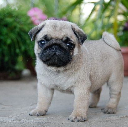 Adorable Pug Puppies For Adoption | 1441 Congress Lake Rd, Mogadore, OH 44260, USA | Phone: (682) 302-0715