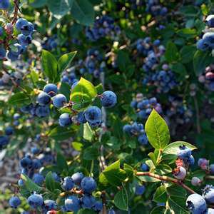 Smith U-Pik Blueberry Farm | 8939 Co Rd 51, Sterrett, AL 35147, USA | Phone: (205) 678-6994