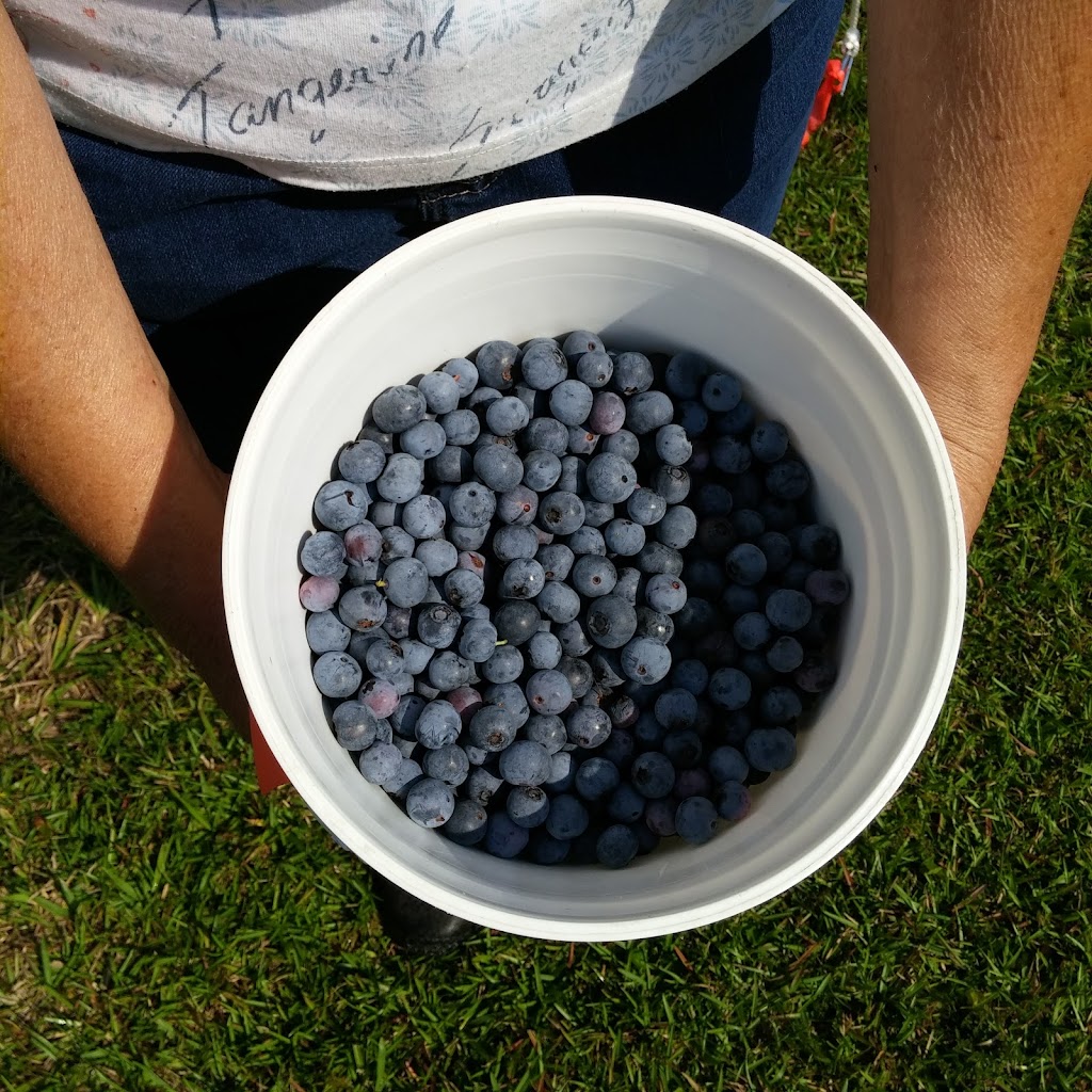 Kents Blueberry Farm | 14959 Thomas Mill Rd E, Jacksonville, FL 32218, USA | Phone: (904) 768-3484