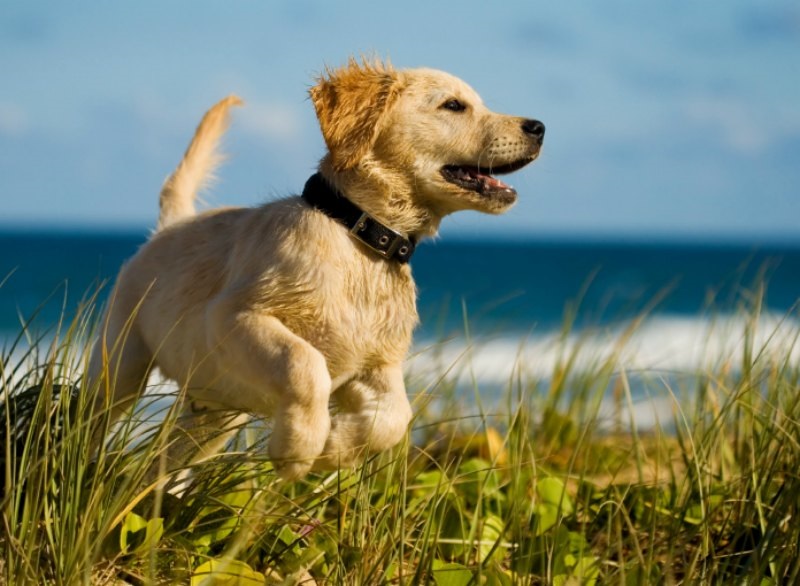 Eastern Shore Animal Hospital | 6421 Caratoke Hwy, Grandy, NC 27939, USA | Phone: (252) 453-8200