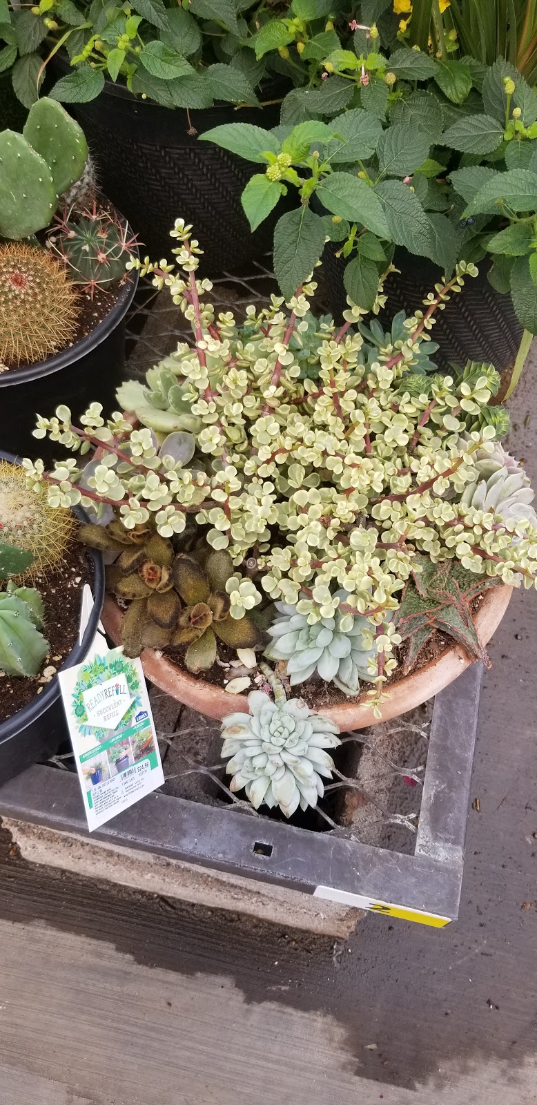 Lowes Garden Center | 1950 W Baseline Rd, Phoenix, AZ 85041, USA | Phone: (602) 323-8550