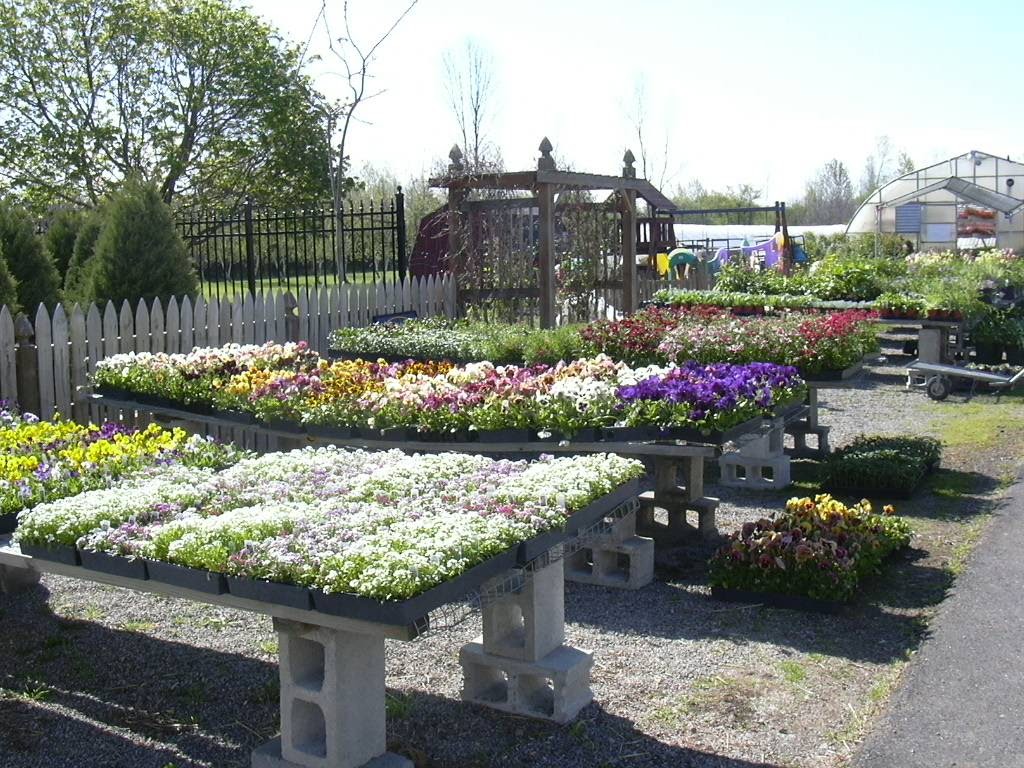 Lavocats Family Greenhouse and Nursery | 8441 County Rd, East Amherst, NY 14051, USA | Phone: (716) 741-3976