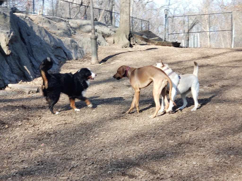 St. Nicholas Park Dog Run | Unnamed Road, New York, NY 10032, USA | Phone: (212) 639-9675