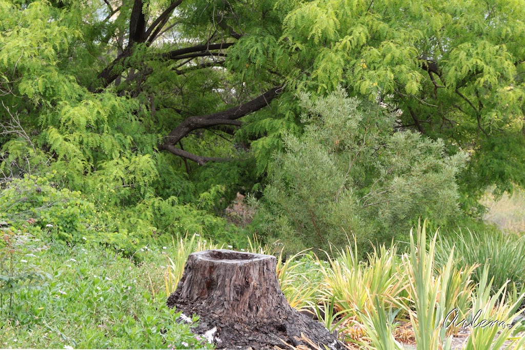 University of California Irvine Arboretum | Campus Dr and Jamboree Rd, Irvine, CA 92697, USA | Phone: (949) 824-5833