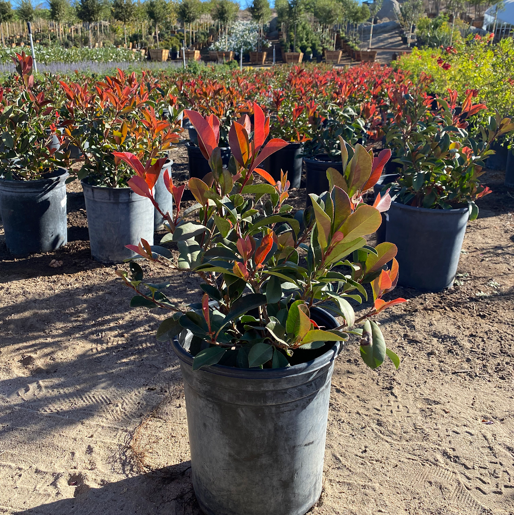 Southern Hill Nursery, Inc | 31730 Sage Rd, Hemet, CA 92544, USA | Phone: (951) 767-1011