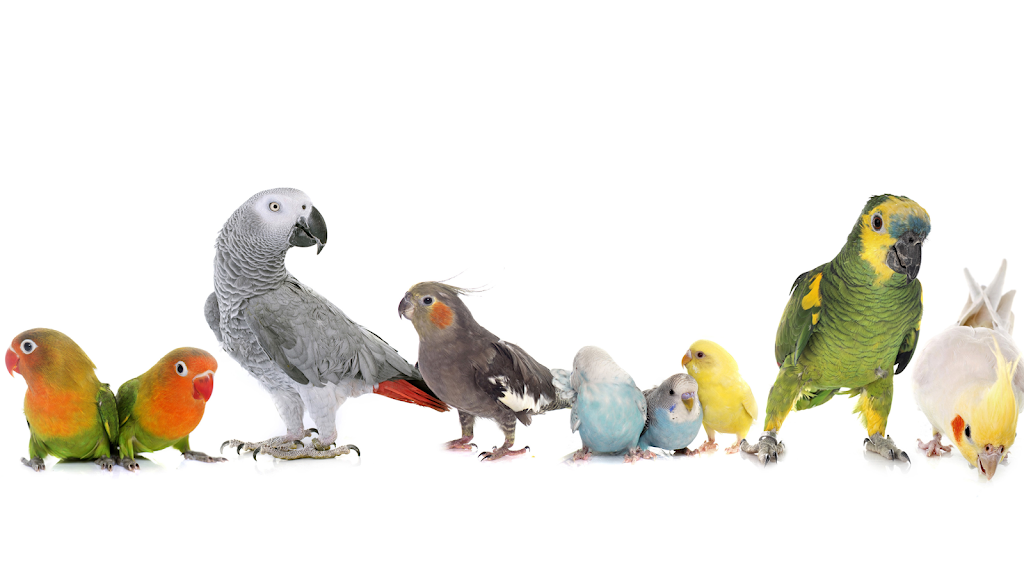 Dallas Parrots | 2608 Long Prairie Rd Suite 201, Flower Mound, TX 75022, USA | Phone: (469) 706-0972