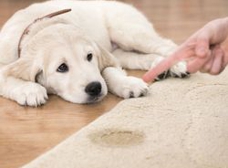 Aqualux Carpet Cleaning | 3109 Knox St, Dallas, TX 75205, United States | Phone: (817) 883-6336