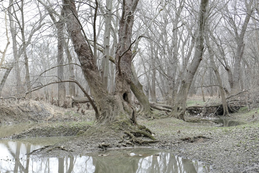 Mackey Ford Wildlife Area | 9 State Rte 762, Lockbourne, OH 43137, USA | Phone: (800) 945-3543