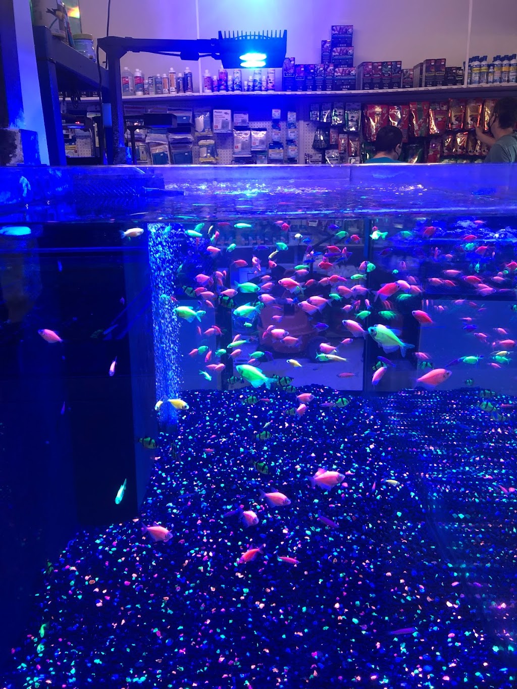 Rainbow Aquarium and Pond | 9066 Woodman Ave, Pacoima, CA 91331, USA | Phone: (818) 891-6366