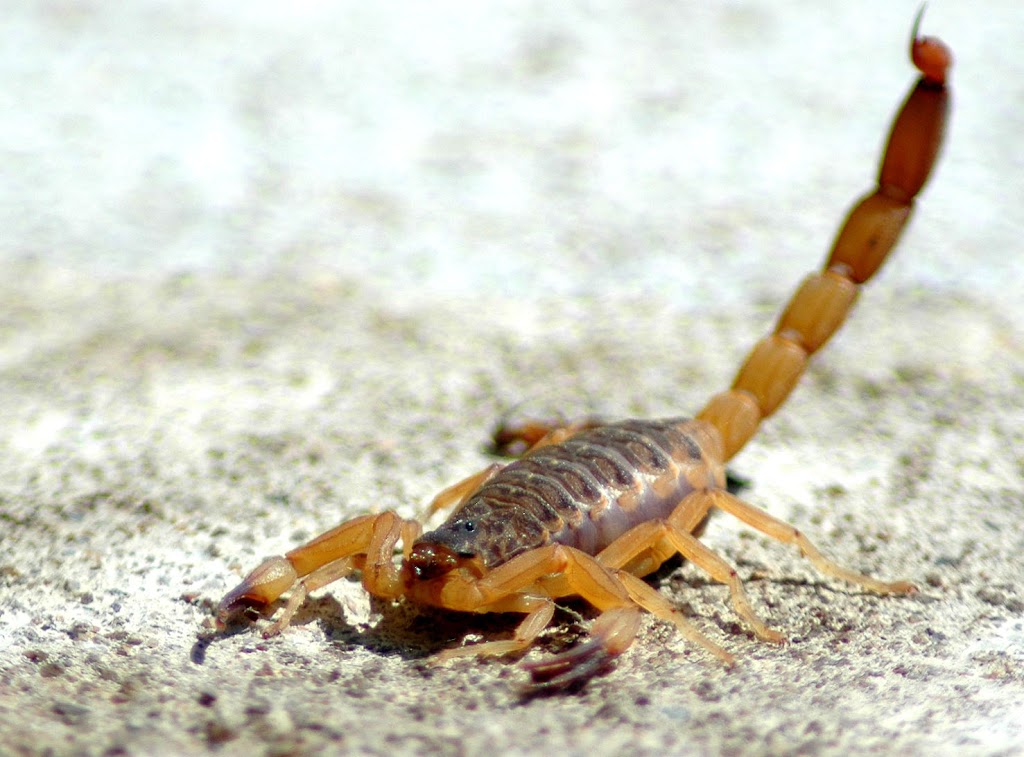 Arsenal Exterminating | 21467 E Sunset Dr, Queen Creek, AZ 85142, USA | Phone: (480) 232-4631