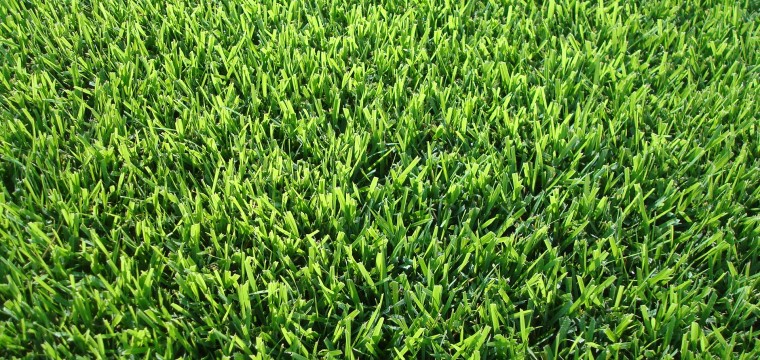 The Grass Outlet | 11500 Mosier Valley Rd, Euless, TX 76040, USA | Phone: (214) 796-4045
