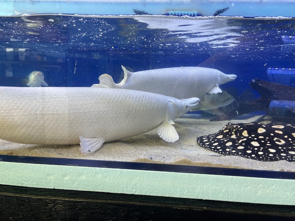 Rays Tank (Exotic Freshwater Fish Store) | 10667 Melody Dr Unit 15, Northglenn, CO 80234, USA | Phone: (720) 536-5119