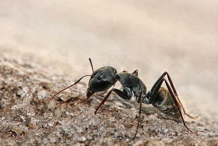 Finley Termite & Pest Control | 5621 Quail Ln, Arlington, TX 76016, USA | Phone: (817) 457-9897