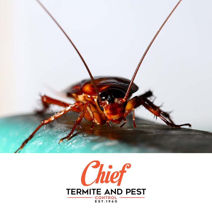 Chief Termite Services Inc | 5291 US Highway 51 N, Memphis, TN 38127, USA | Phone: (901) 358-1418