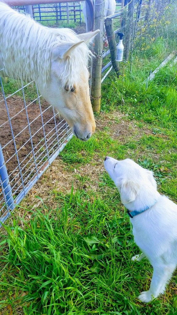 C 2 it Equine Therapy Ranch | 3231 Lenora Church Rd, Snellville, GA 30039 | Phone: (404) 731-2143