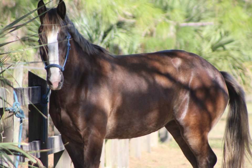 Deer Prairie Creek Horseback Riding | 7001 Forbes Trail, Venice, FL 34292, USA | Phone: (941) 220-5080