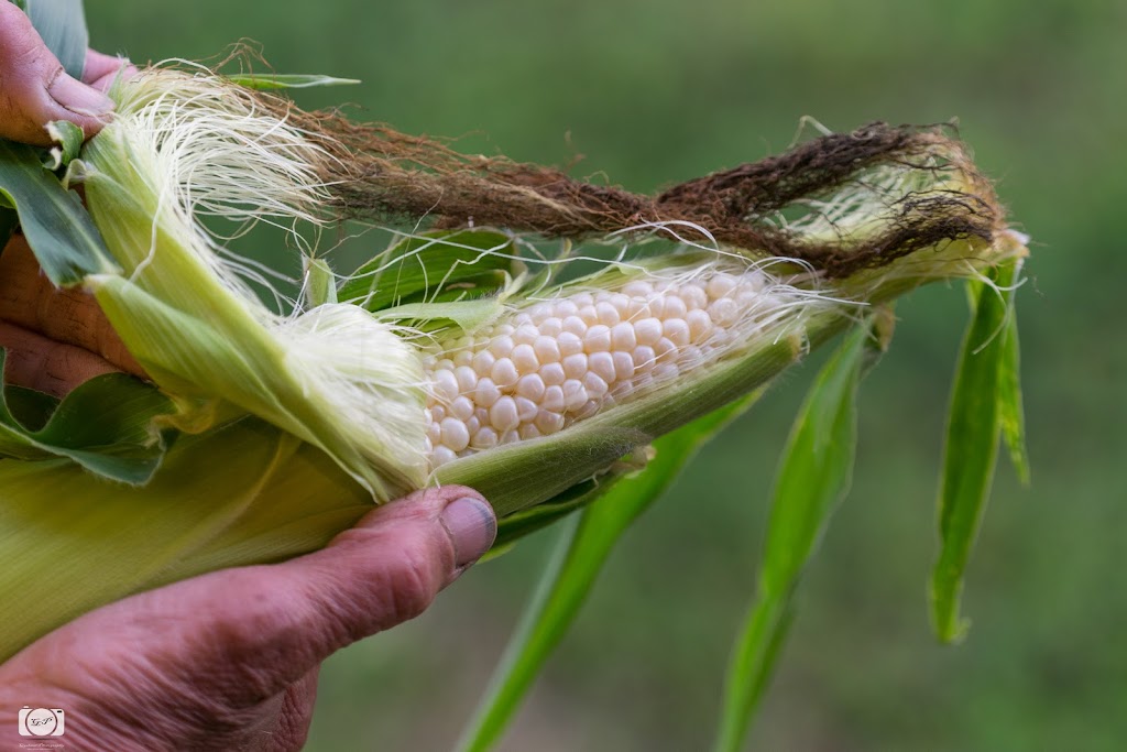 Gysland Brothers Farm | 486 220th St W, Jordan, MN 55352, USA | Phone: (952) 913-5553