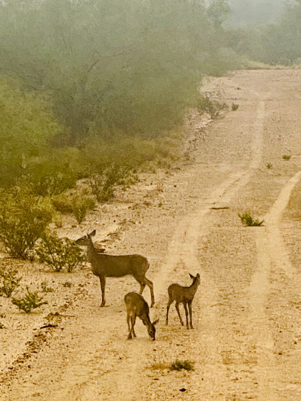 Rancho San Fernando | Carretera Ribereña, Nuevo Laredo - Reynosa, 88386 San Ygnacio, Tamps., Mexico | Phone: 867 198 2886