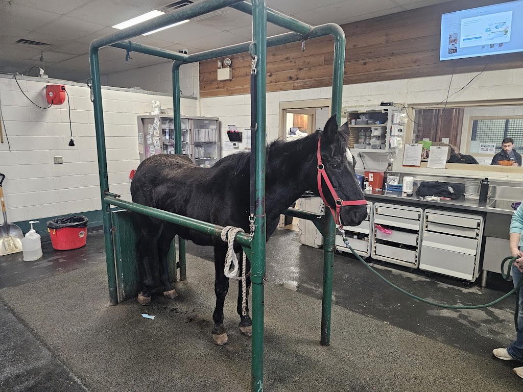 Equine Sports Medicine & Surgery | 2991 Interstate 20 Frontage Rd, Weatherford, TX 76087, USA | Phone: (817) 596-2829