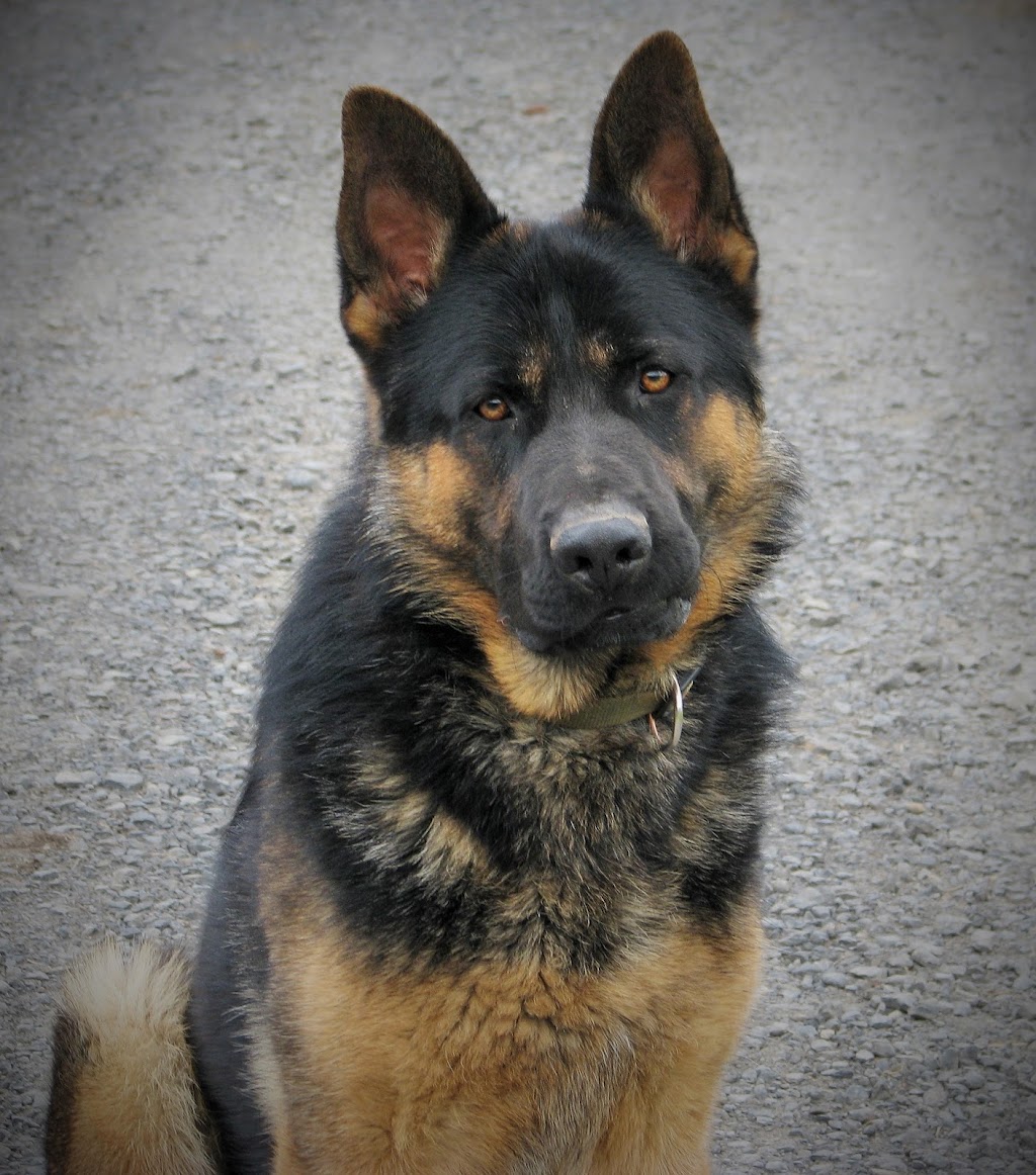 Cripple Creek German Shepherds | 672 Lawton Hollow Rd, Middleburgh, NY 12122, USA | Phone: (518) 827-4016