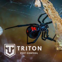 Triton Pest Control | 9720 W Peoria Ave Suite 118, Peoria, AZ 85345 | Phone: (602) 825-2317