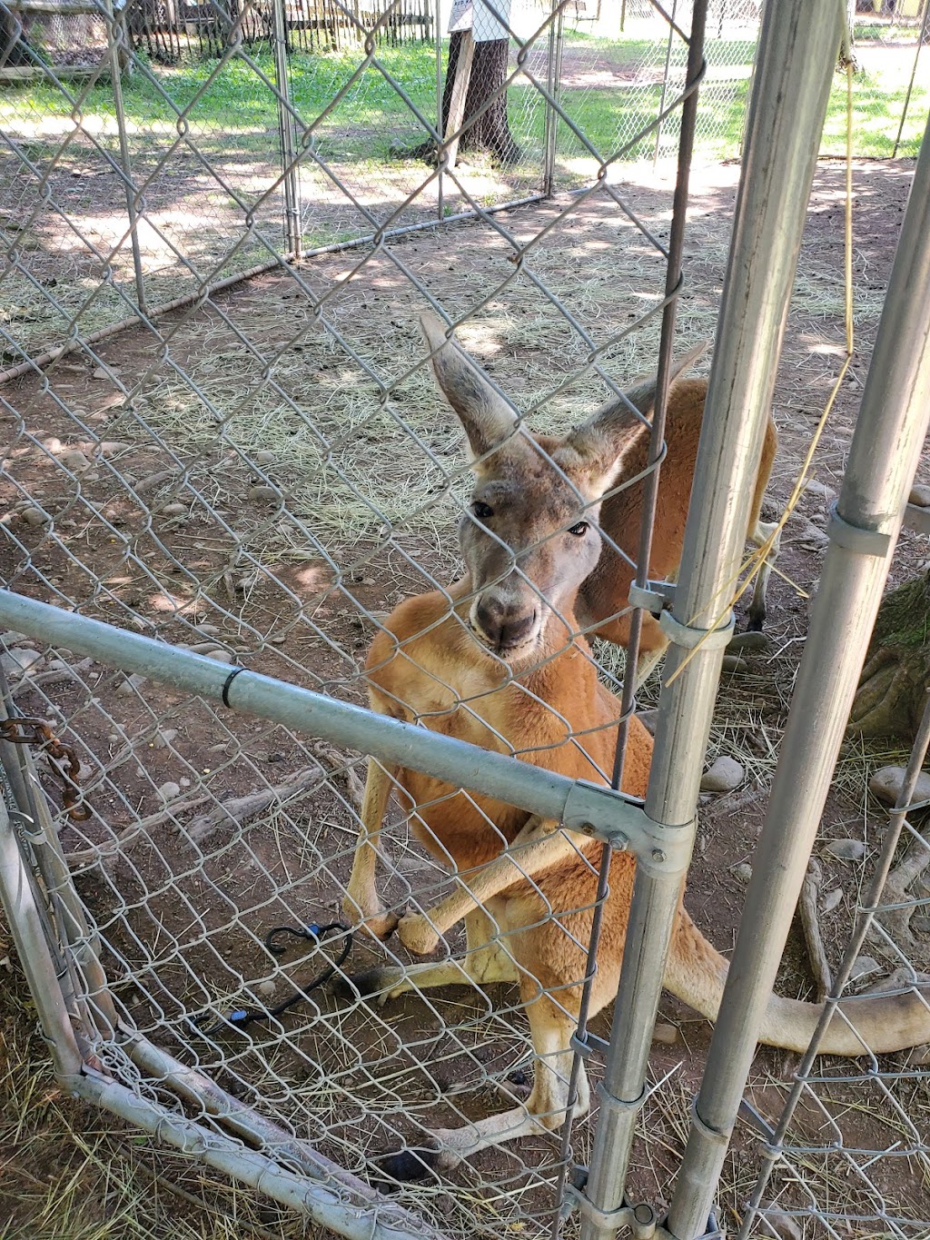 Bailiwick Animal Park and Riding Stables | 118 Castle Rd, Catskill, NY 12414, USA | Phone: (518) 678-5665