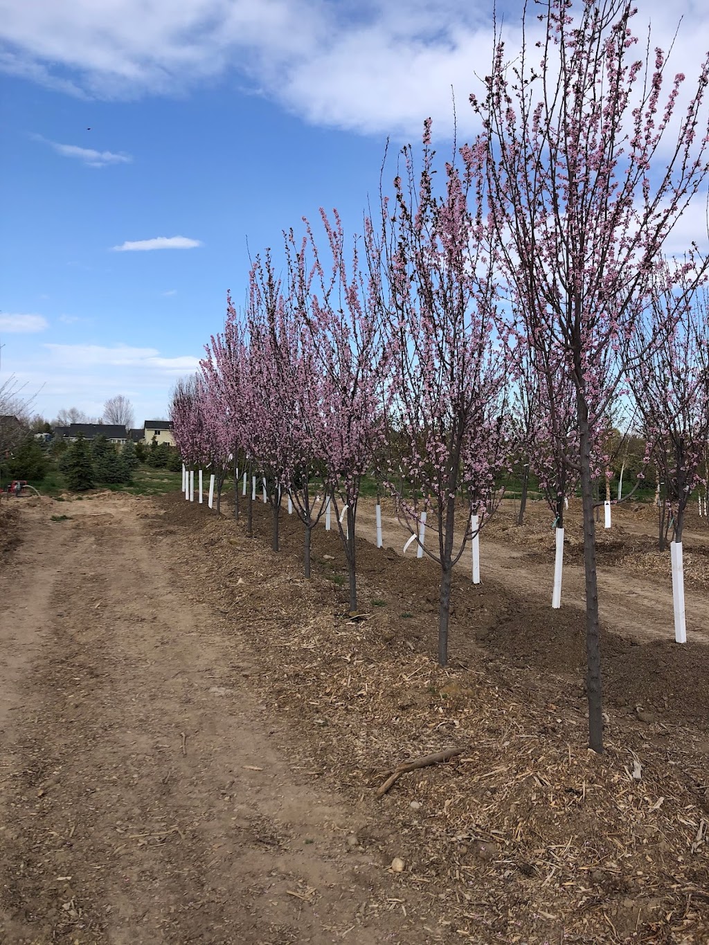 Arbor Farms Nursery | 16761 N Idaho Center Blvd, Nampa, ID 83687, USA | Phone: (208) 941-3000