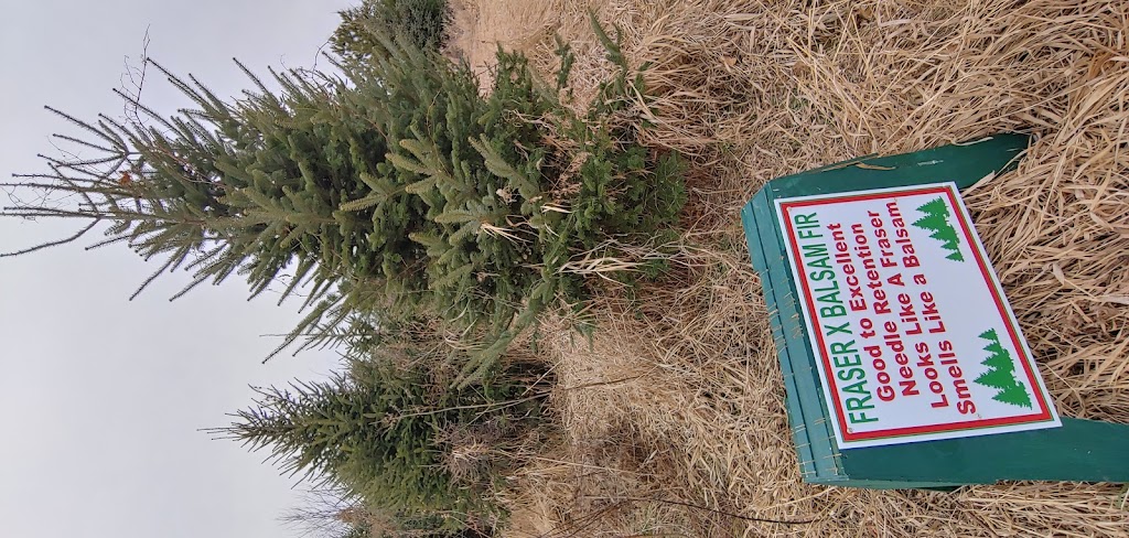 Newell Family Christmas Tree Farm | 22744 Olgilvie, Avenue North, Scandia, MN 55073, USA | Phone: (651) 433-3522