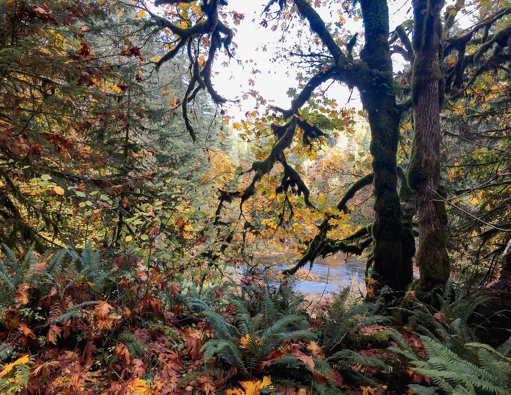 TreeSong Nature Awareness and Retreat Center | 41 Tree Ific Dr W, Washougal, WA 98671, USA | Phone: (360) 837-8733