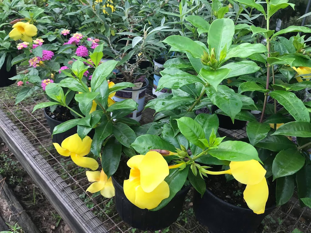 Green Thumb Nursery | 12188 LA-22, Ponchatoula, LA 70454, USA | Phone: (225) 294-5089