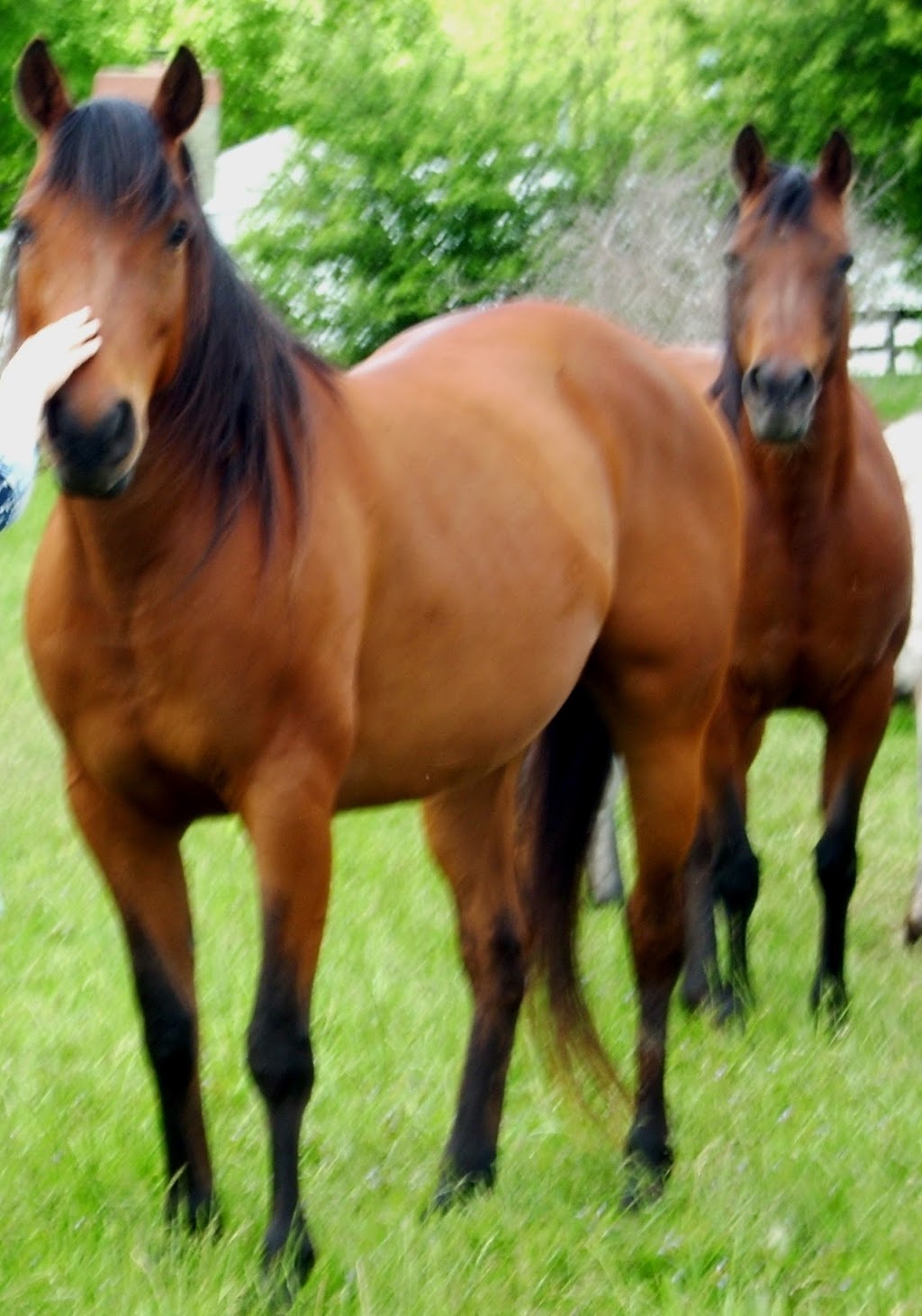 Equine Therapeutic Interaction and Reiki | The Sanctuary at Wild Rose Acres, Morgan Center Rd, Mt Vernon, OH 43050, USA | Phone: (740) 507-7718