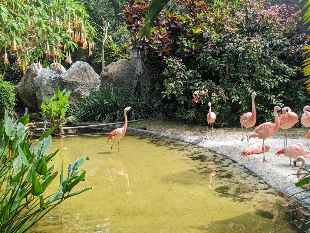 Sunken Gardens | 1825 4th St N, St. Petersburg, FL 33704, USA | Phone: (727) 551-3102