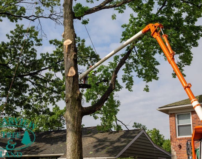 Whiskey Town Tree Service | 4408 Knoxville Ave, Peoria, IL 61614 | Phone: (309) 322-7862