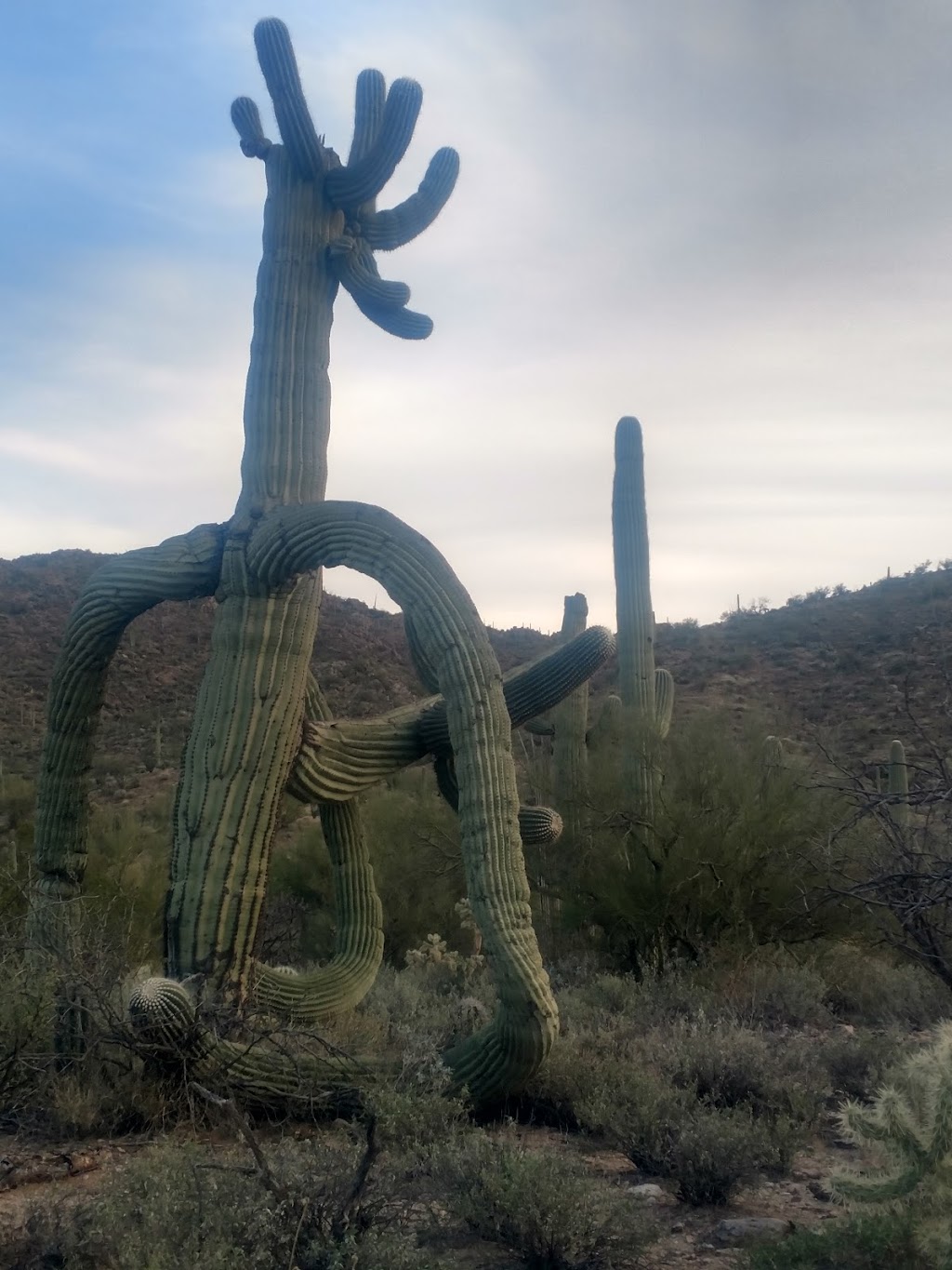 Palo Verde Ranch | 29290 s 85739, Paloverde Ranch Rd, Tucson, AZ 85712, USA | Phone: (307) 359-9625