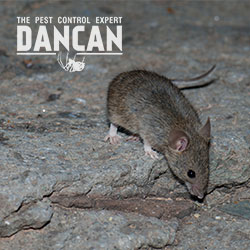 DANCAN The Pest Control Expert, LLC | 110 Gotcher Ave Suite A, Lake Dallas, TX 75065, USA | Phone: (972) 217-8844