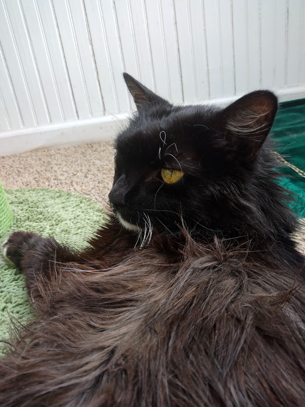 Shiloh Veterinary Clinic | 830 N Green Mt Rd, Swansea, IL 62221, USA | Phone: (618) 622-3778