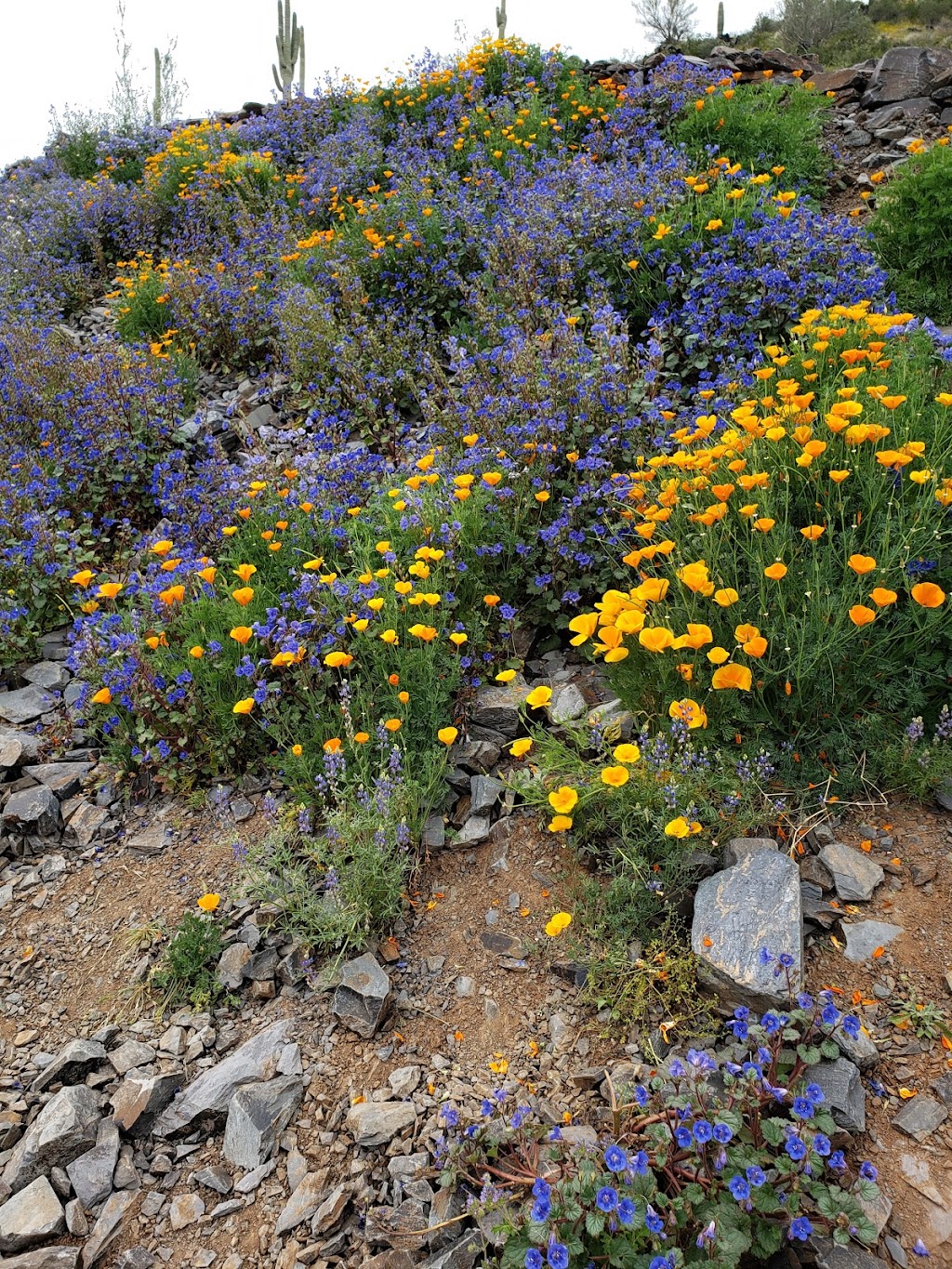 Black Mountain Preserve | Black Mountain Summit Trail, Cave Creek, AZ 85331, USA | Phone: (480) 488-6131