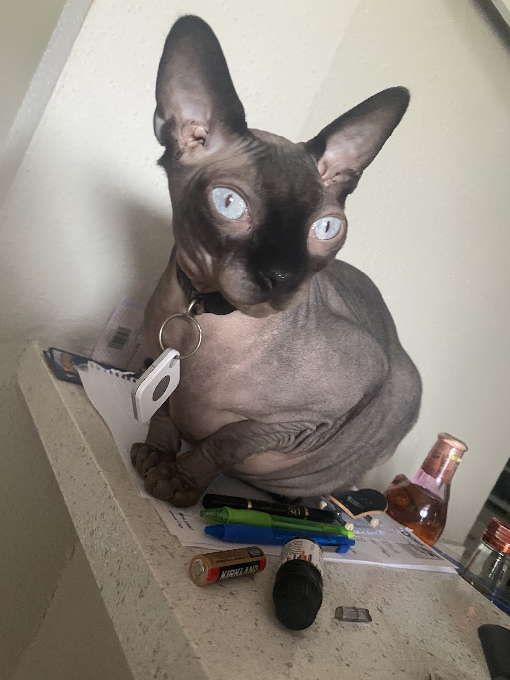 Southpaw Animal Health | 15421 N Dale Mabry Hwy, Tampa, FL 33618, USA | Phone: (813) 968-4025